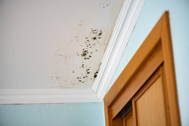 Best Professional Mold Removal  in Ballard, UT