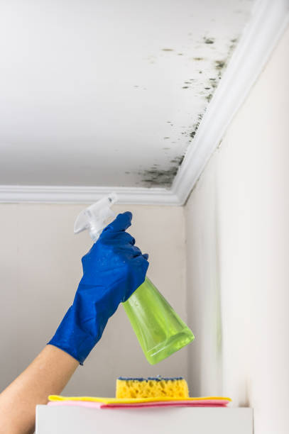 Best Same-Day Mold Removal  in Ballard, UT